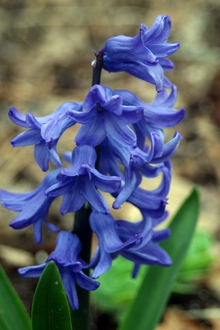 ©2010 BluffParkAl.org - Photo by Steve Porter