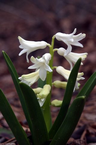 ©2010 BluffParkAl.org - Photo by Steve Porter