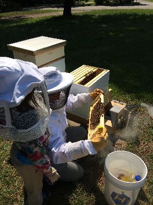 2014 BluffParkAL.org - All Rights Reserved - Heathers Corner Bluff Park Bees